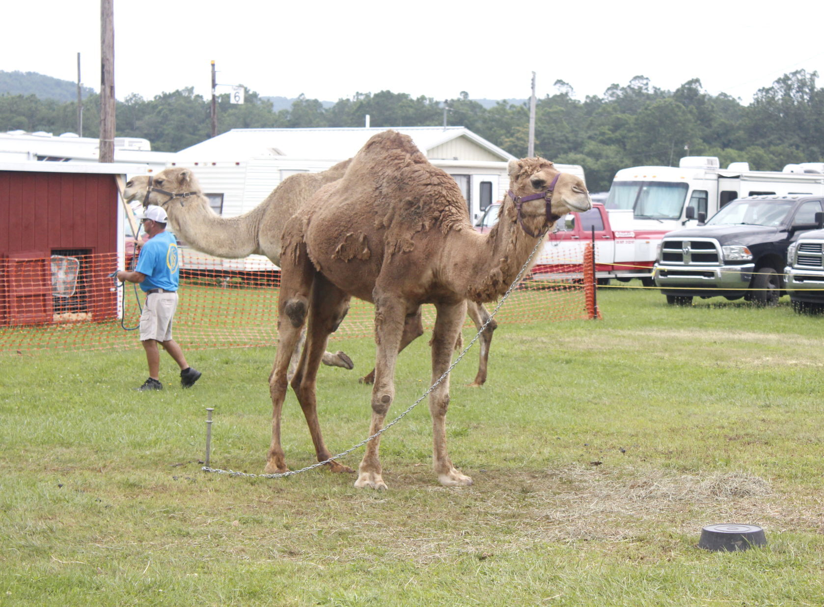 Lycoming County Fair this week